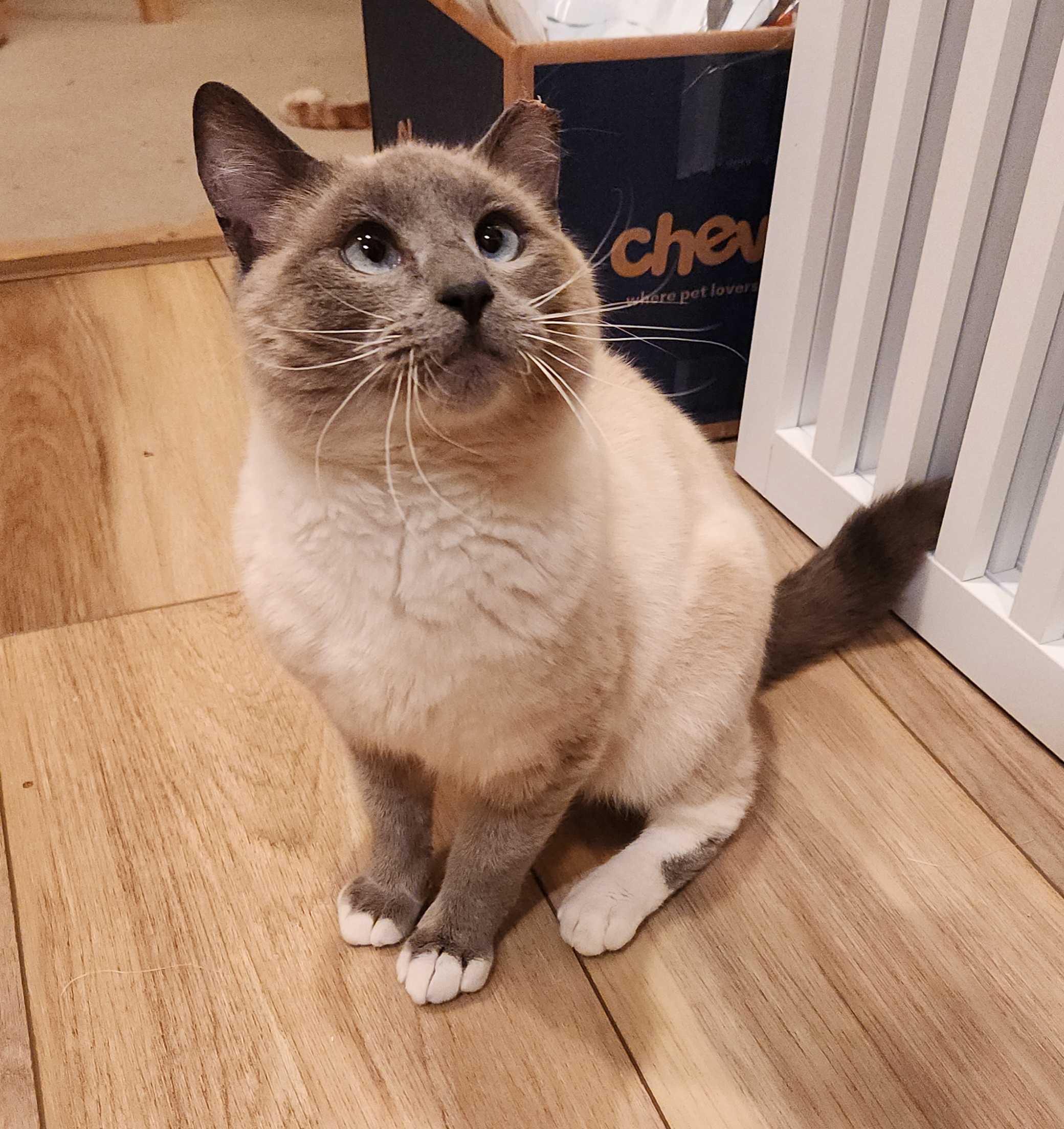 Enlarge Blueberry Muffin, an adopted Domestic Short Hair in Seattle, WA image 3/6