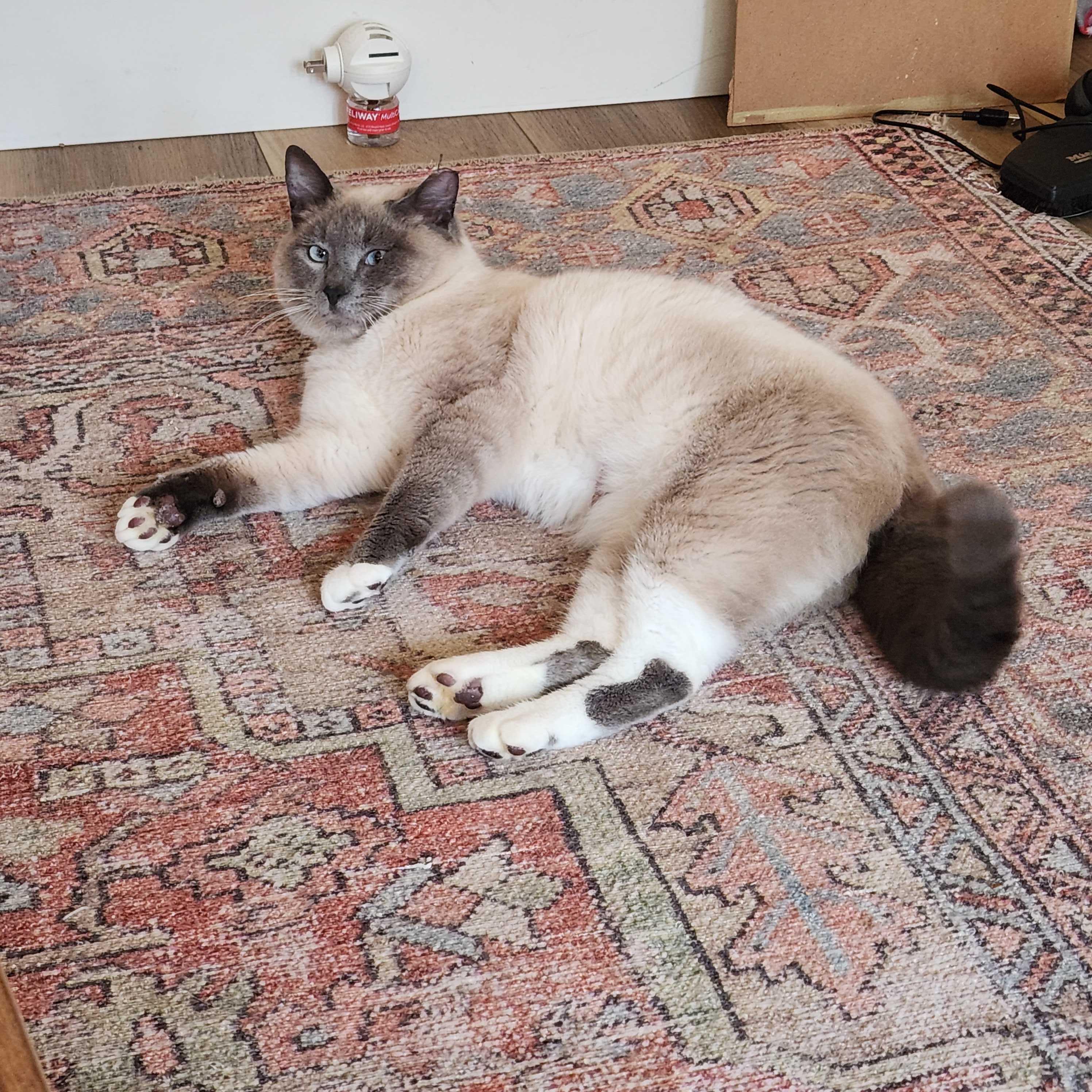 Enlarge Blueberry Muffin, an adopted Domestic Short Hair in Seattle, WA image 2/6