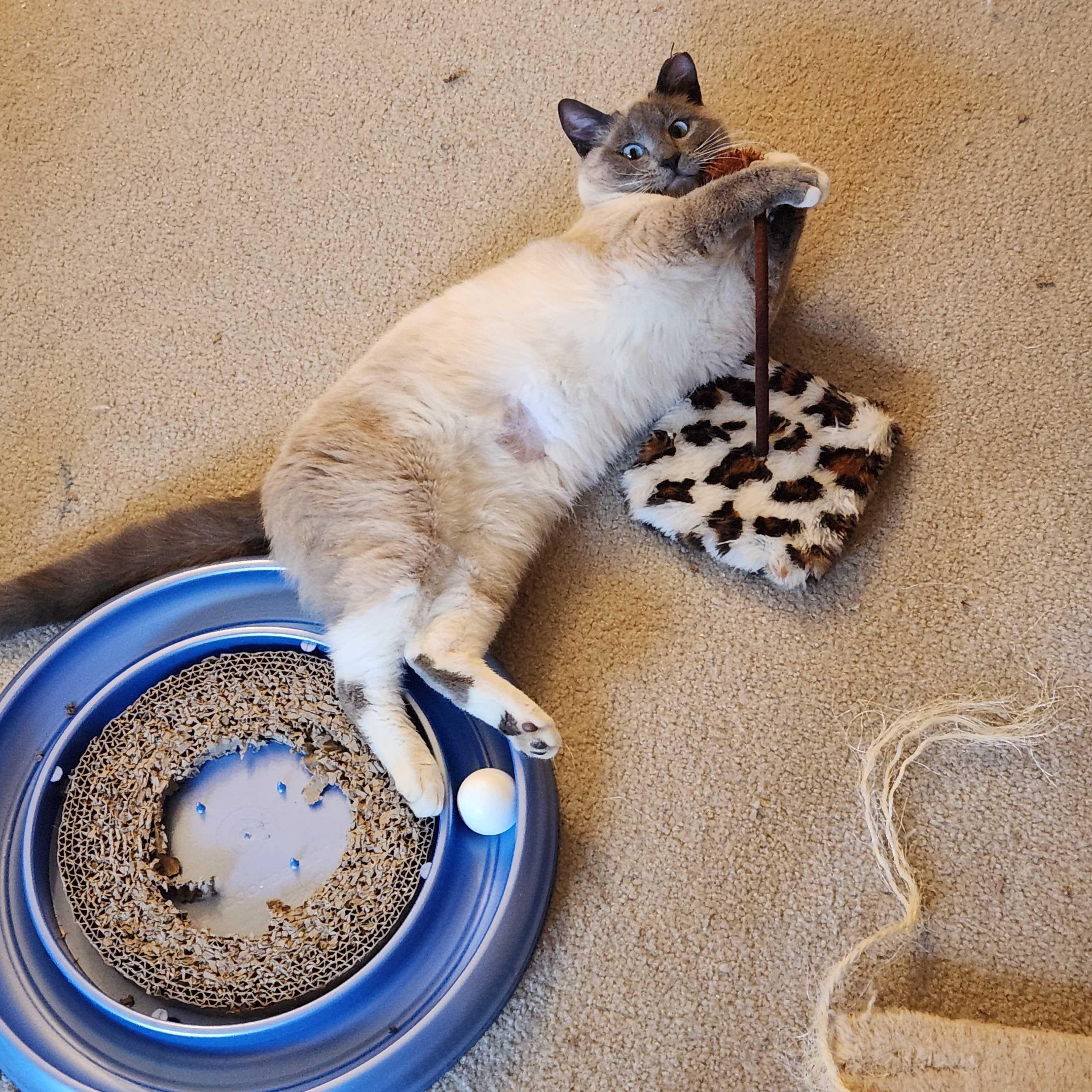 Enlarge Blueberry Muffin, an adopted Domestic Short Hair in Seattle, WA image 5/6