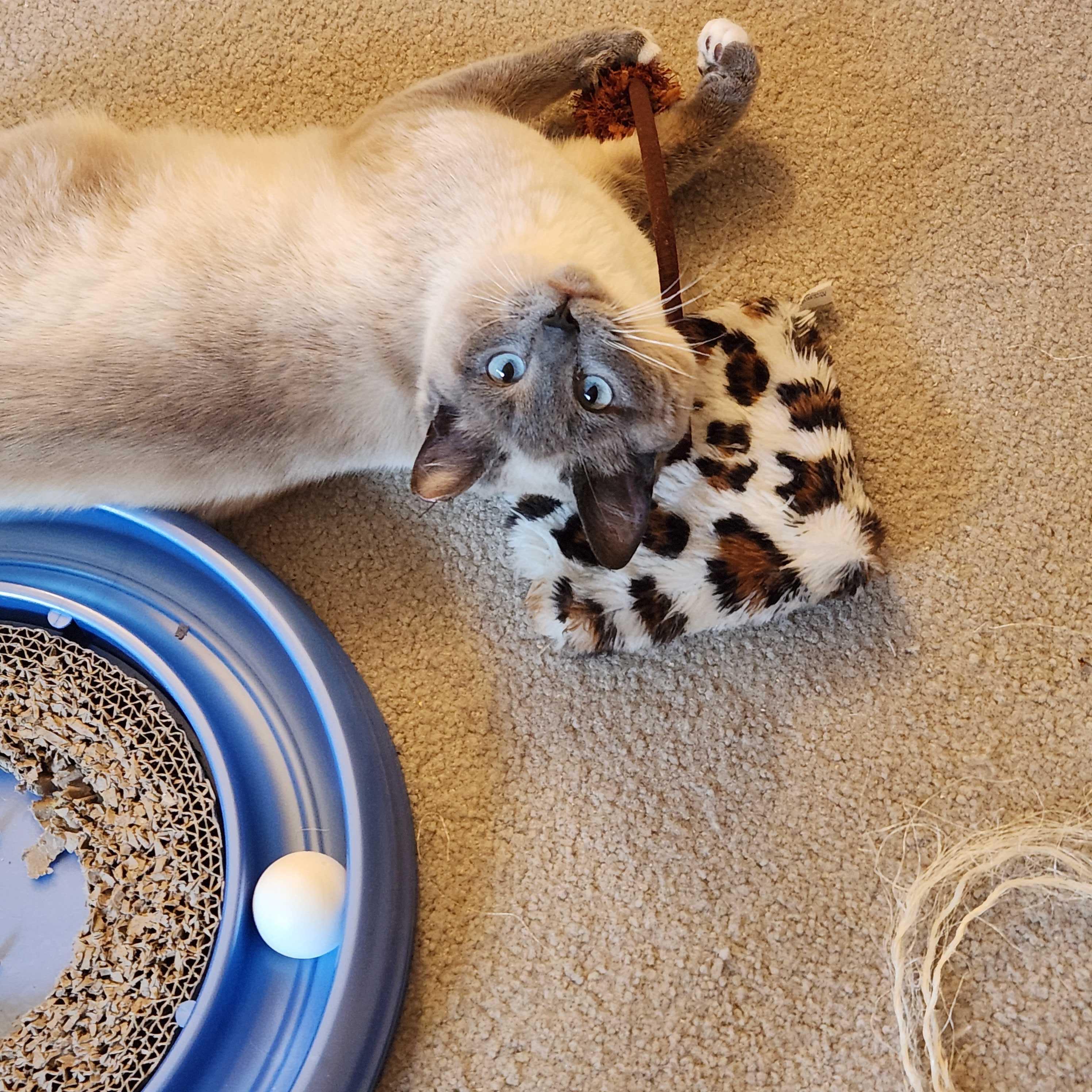 Enlarge Blueberry Muffin, an adopted Domestic Short Hair in Seattle, WA image 4/6