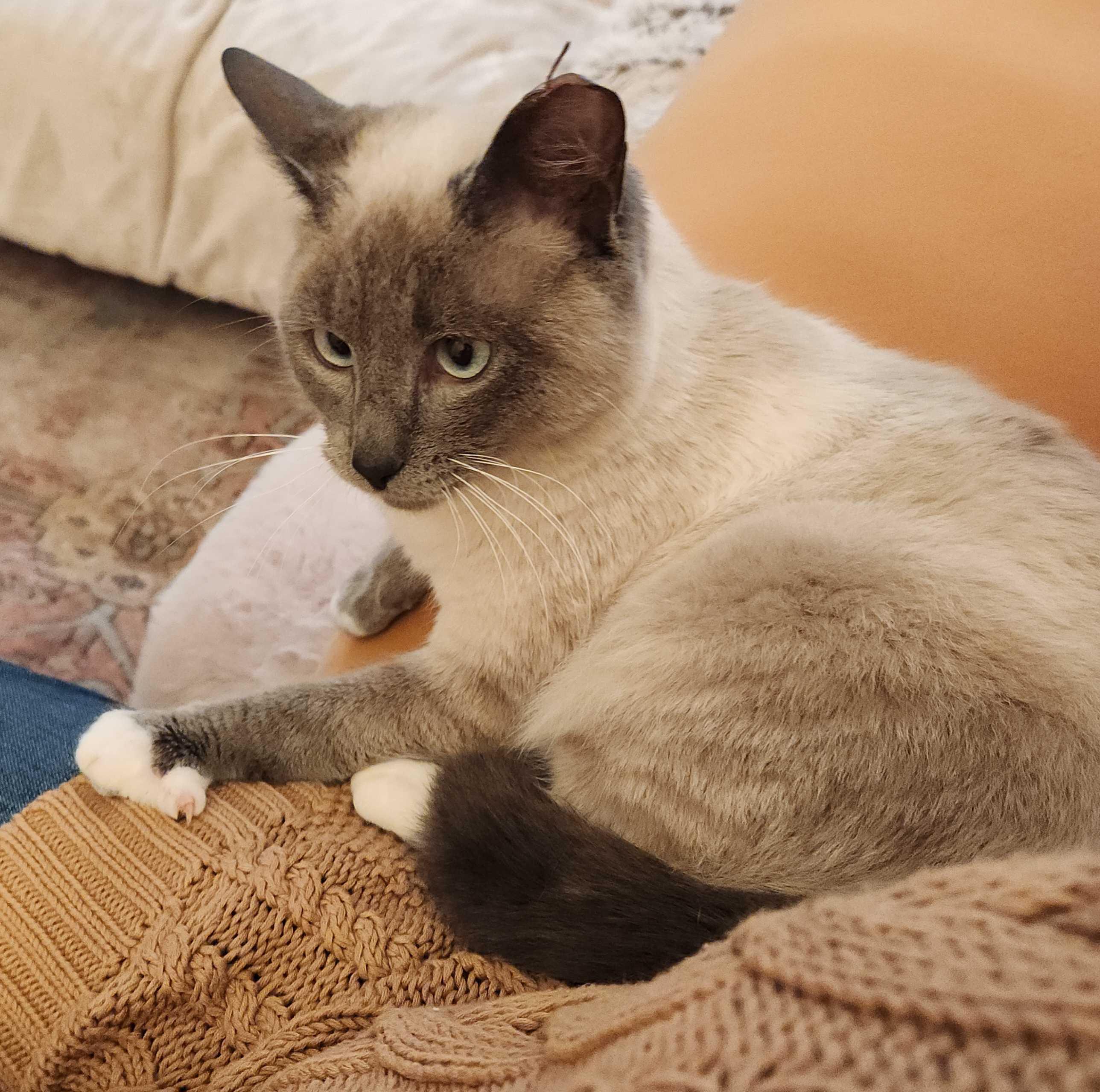 Enlarge Blueberry Muffin, an adopted Domestic Short Hair in Seattle, WA image 1/6