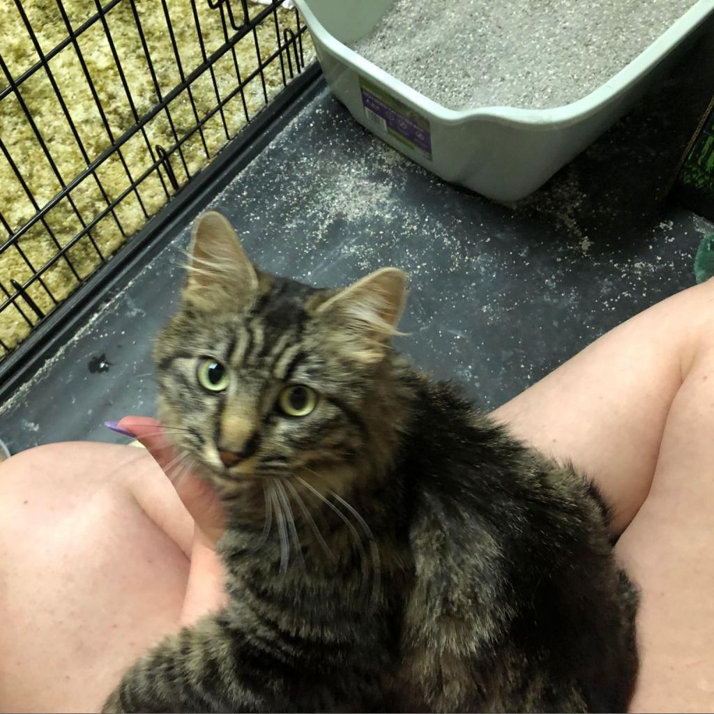 Mila LaVin, Adoptable, Adult Female Domestic Medium Hair.