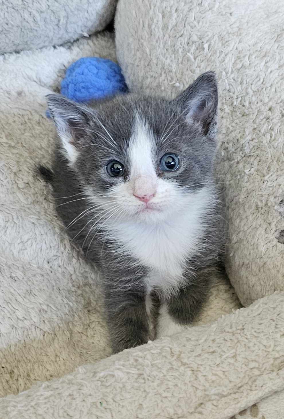 Emmy, Adopted, Young Female Domestic Short Hair.