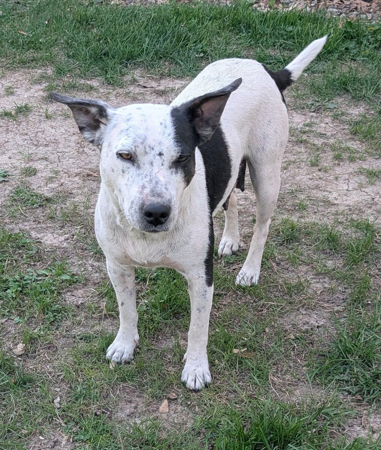 Marty, Adoptable, Adult Female Cattle Dog.