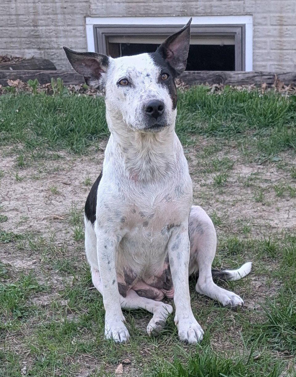 Enlarge Marty, a Adoptable Cattle Dog in West Des Moines, IA image 2/3