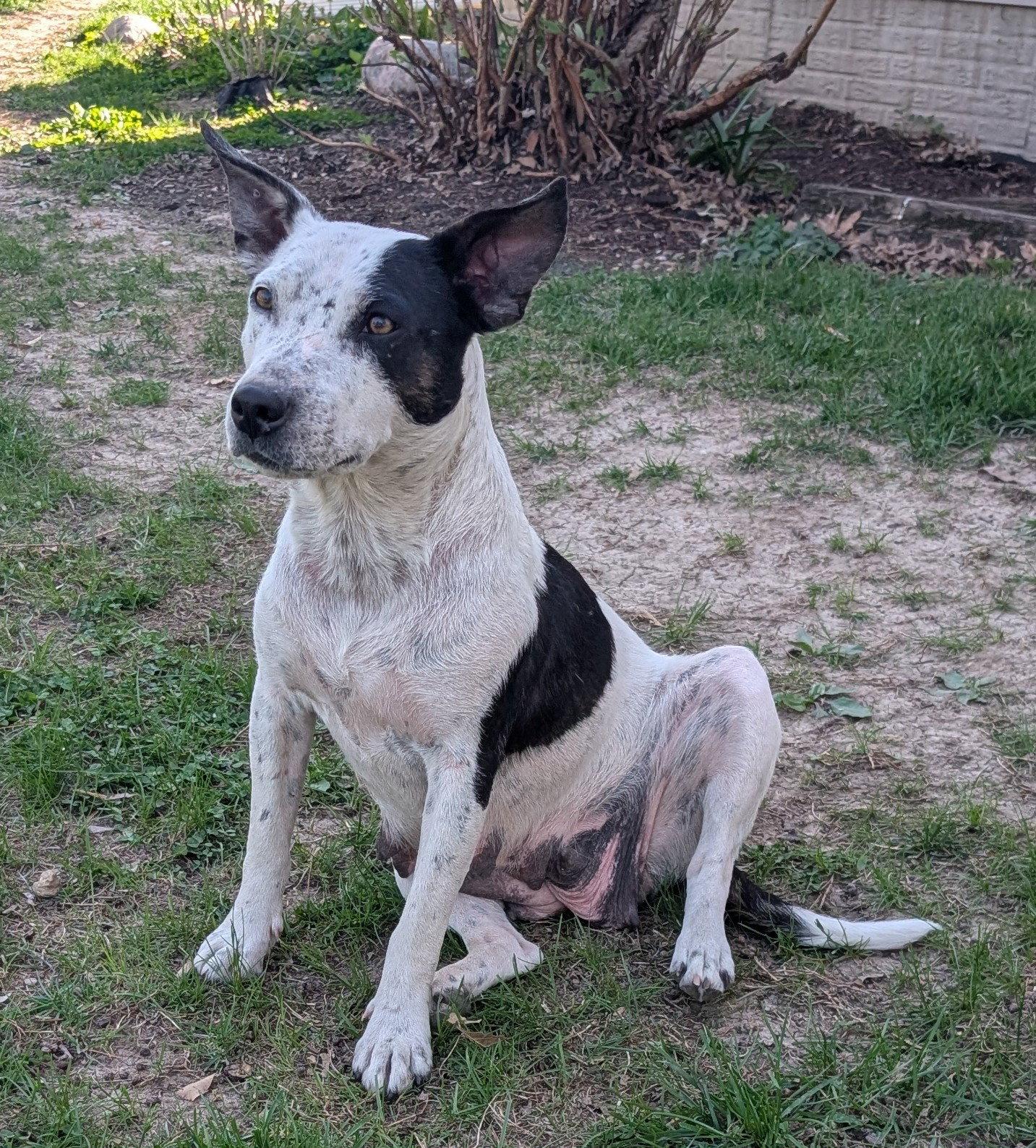 Marty, Adoptable, Young Female Cattle Dog.