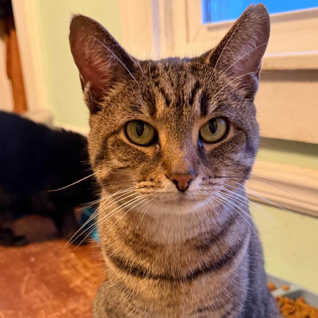 Enlarge Milo, a Adoptable Domestic Short Hair in Melbourne, KY image 1/1