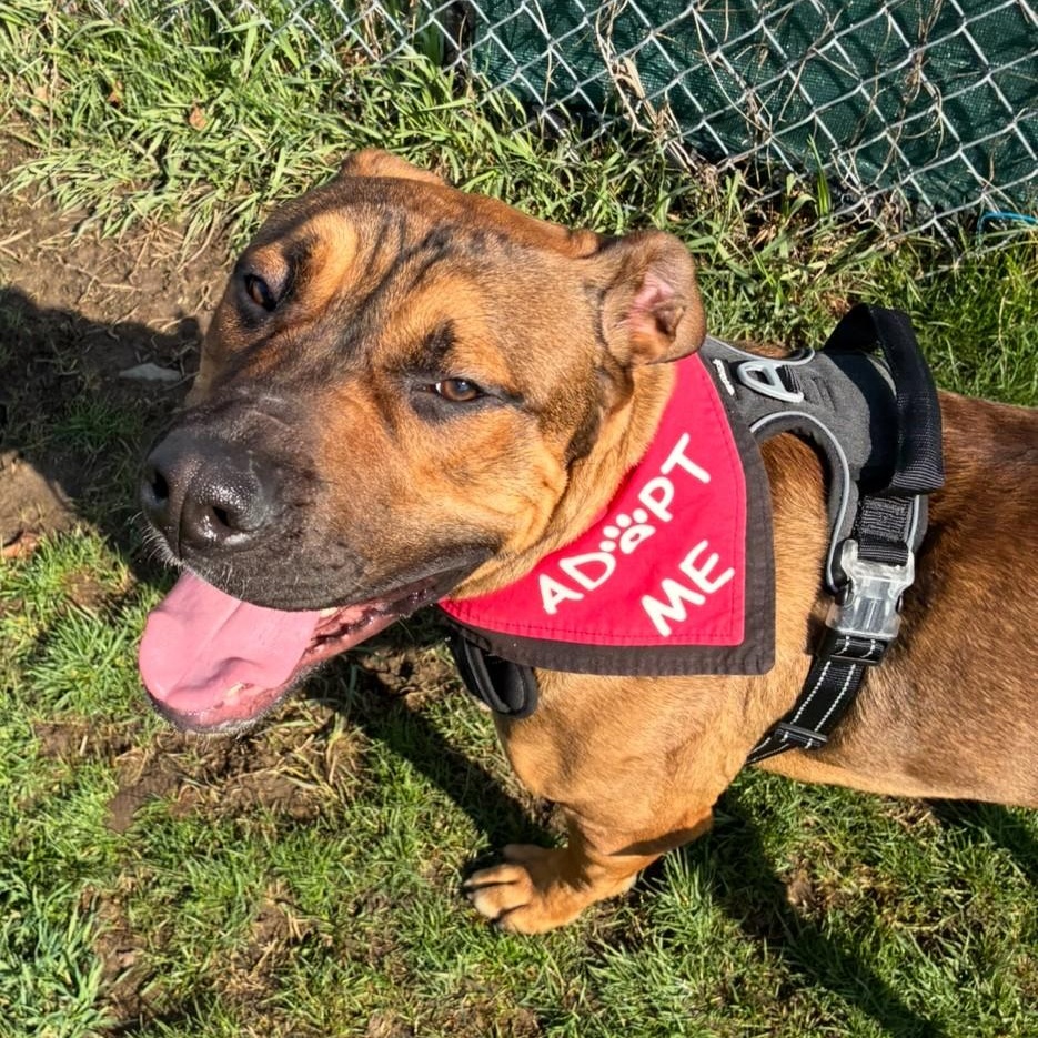 Enlarge Sammy, an adopted Mixed Breed in Hornell, NY image 2/3