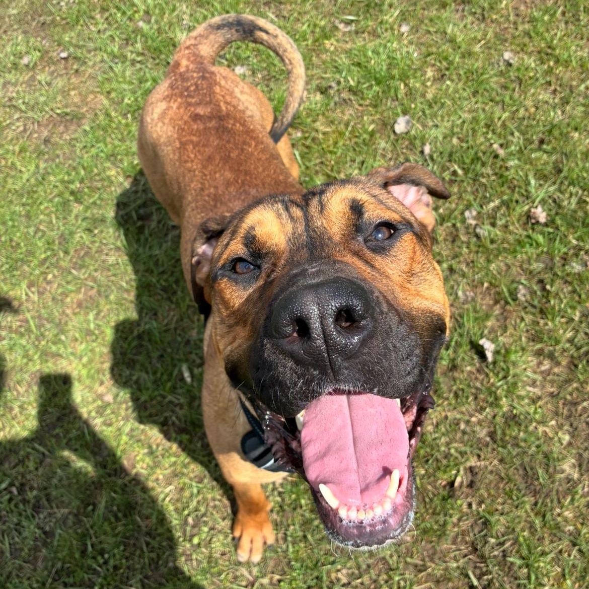 Sammy, adopted, Young Male Mixed Breed.