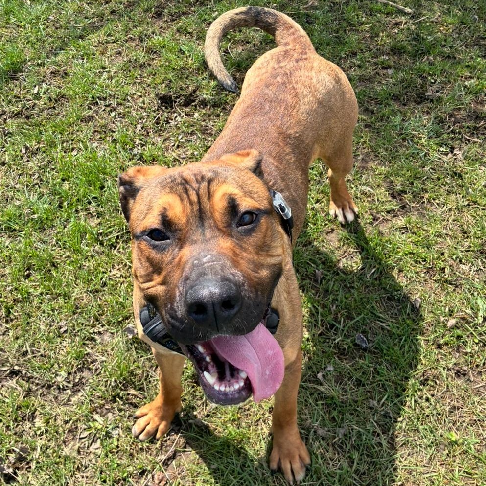 Enlarge Sammy, an adopted Mixed Breed in Hornell, NY image 3/3