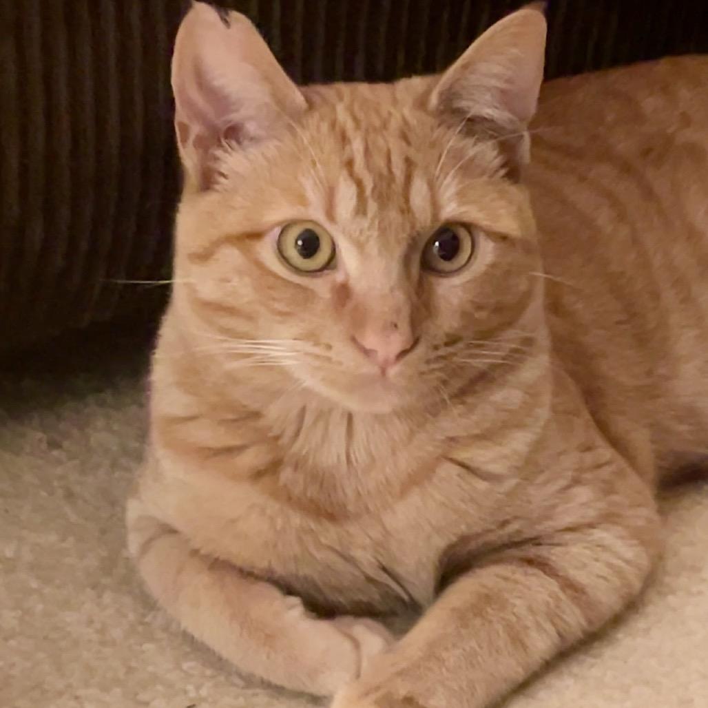 Pumpkin — thumbnail 2