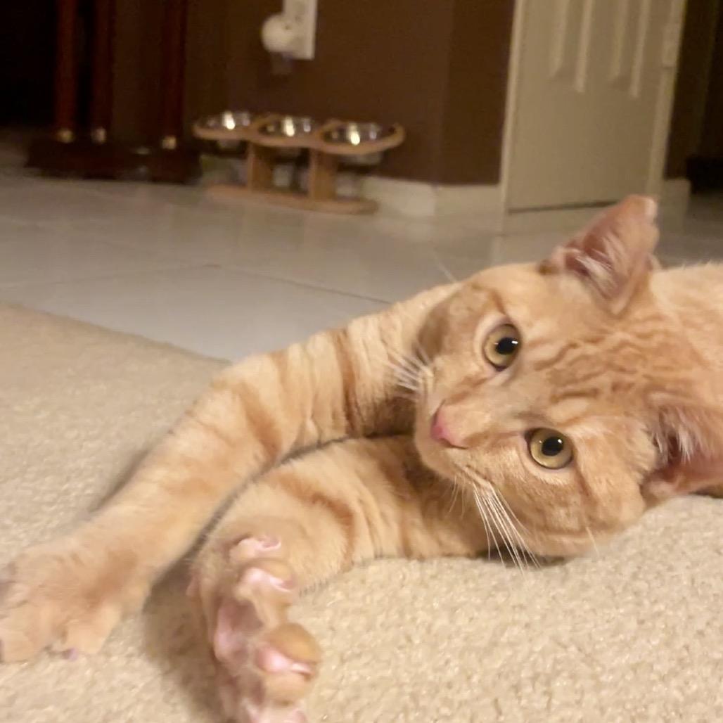 Pumpkin — thumbnail 3