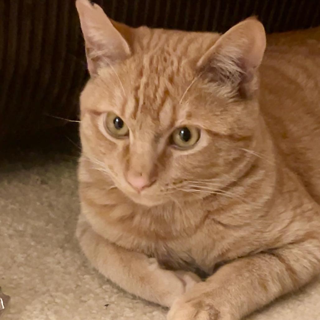 Pumpkin — thumbnail 4