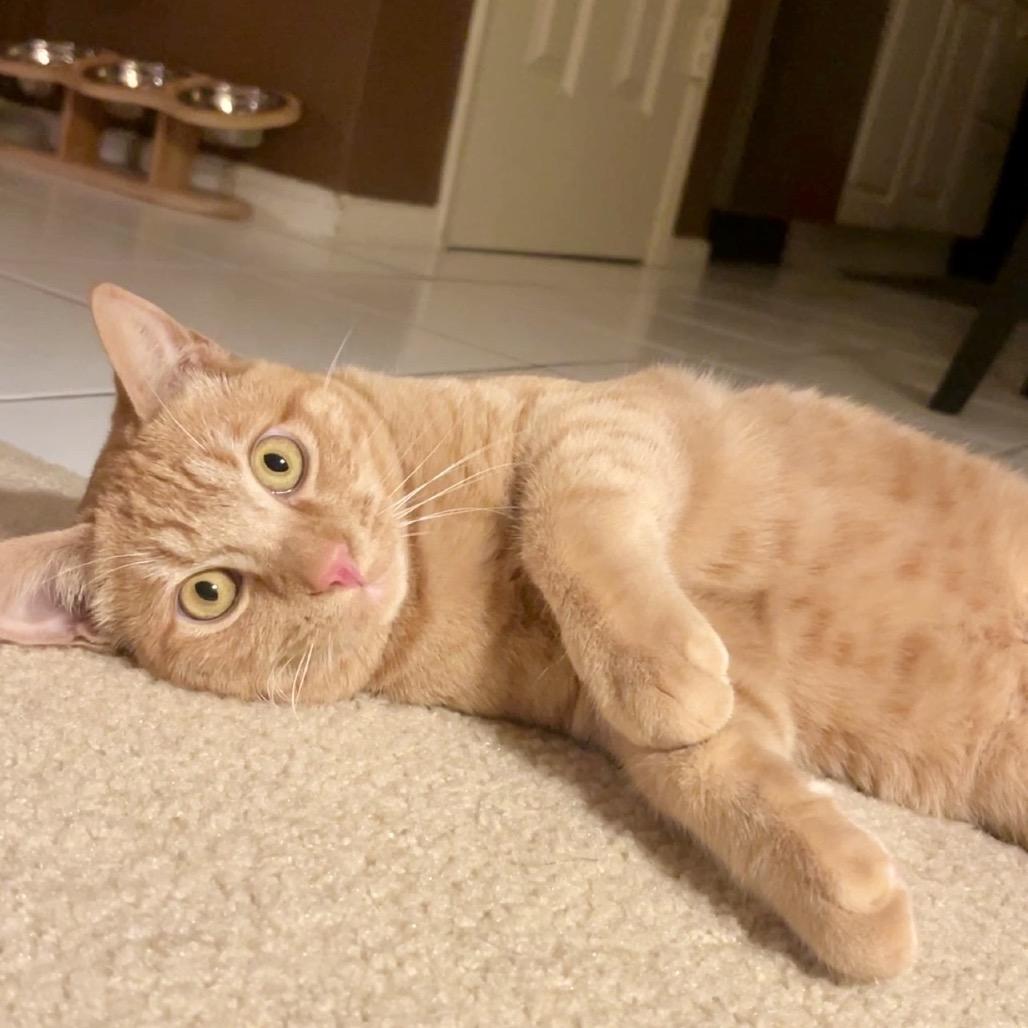 Pumpkin — thumbnail 5