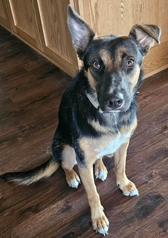 Enlarge Fernando, a Adoptable mixed breed in Fredonia, WI image 2/5