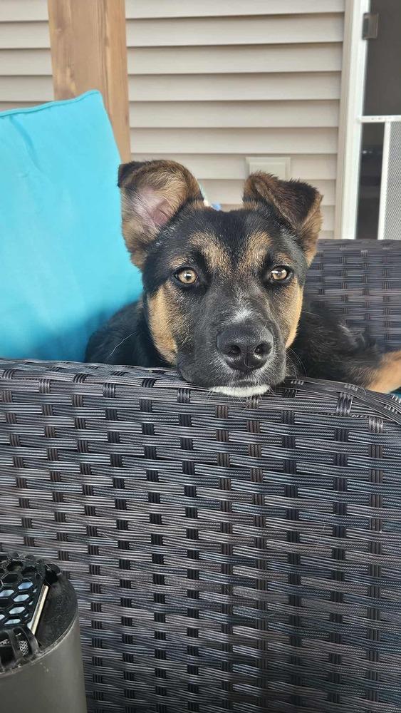 Enlarge Fernando, a Adoptable mixed breed in Fredonia, WI image 3/5