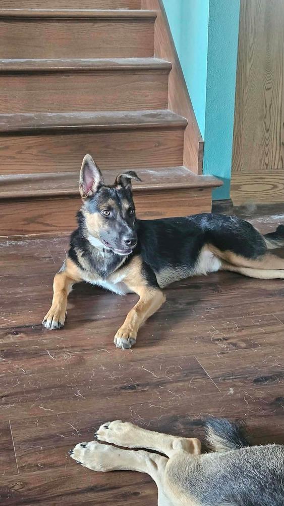 Enlarge Fernando, a Adoptable mixed breed in Fredonia, WI image 5/5