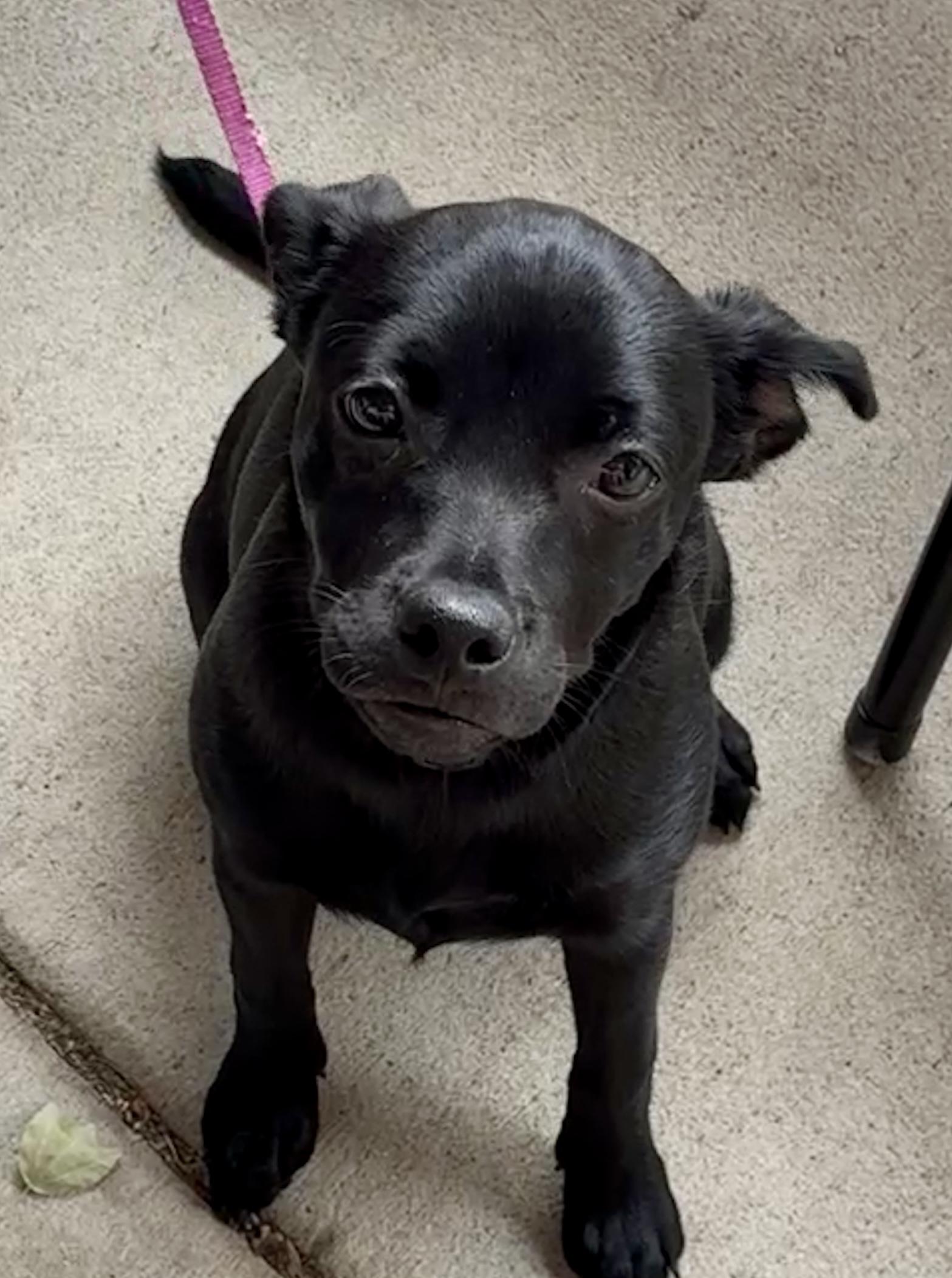 Layne, a Adoptable mixed breed in Parsippany , NJ image 3/6