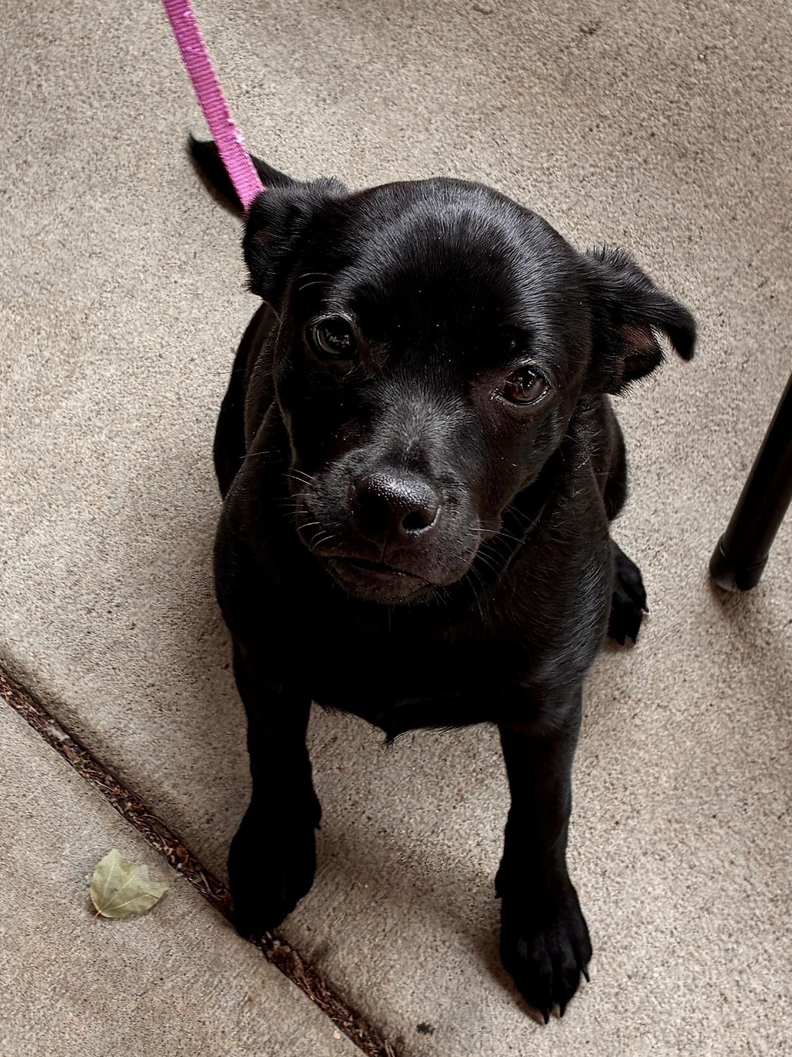 Layne, a Adoptable mixed breed in Parsippany , NJ image 6/6