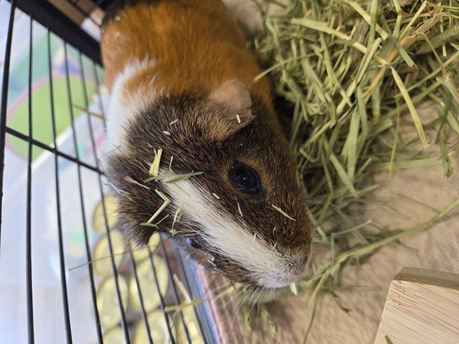 Cappy, Adoptable, Adult Male Guinea Pig.