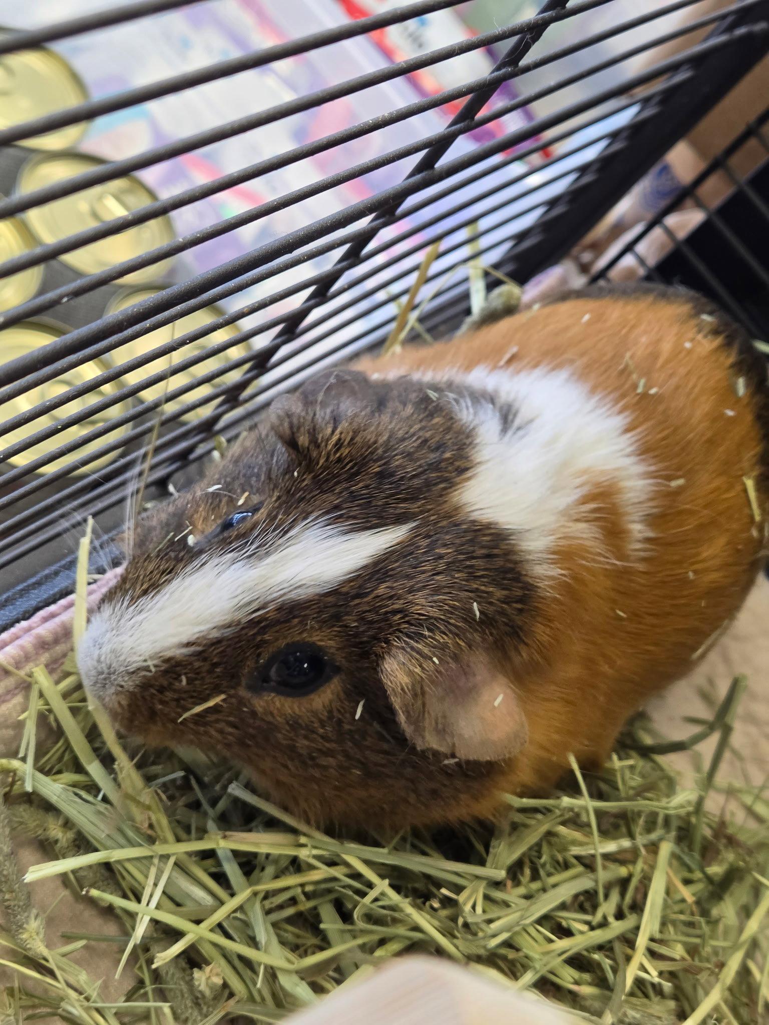 Enlarge Cappy, a Adoptable Guinea Pig in Georgetown, KY image 2/3