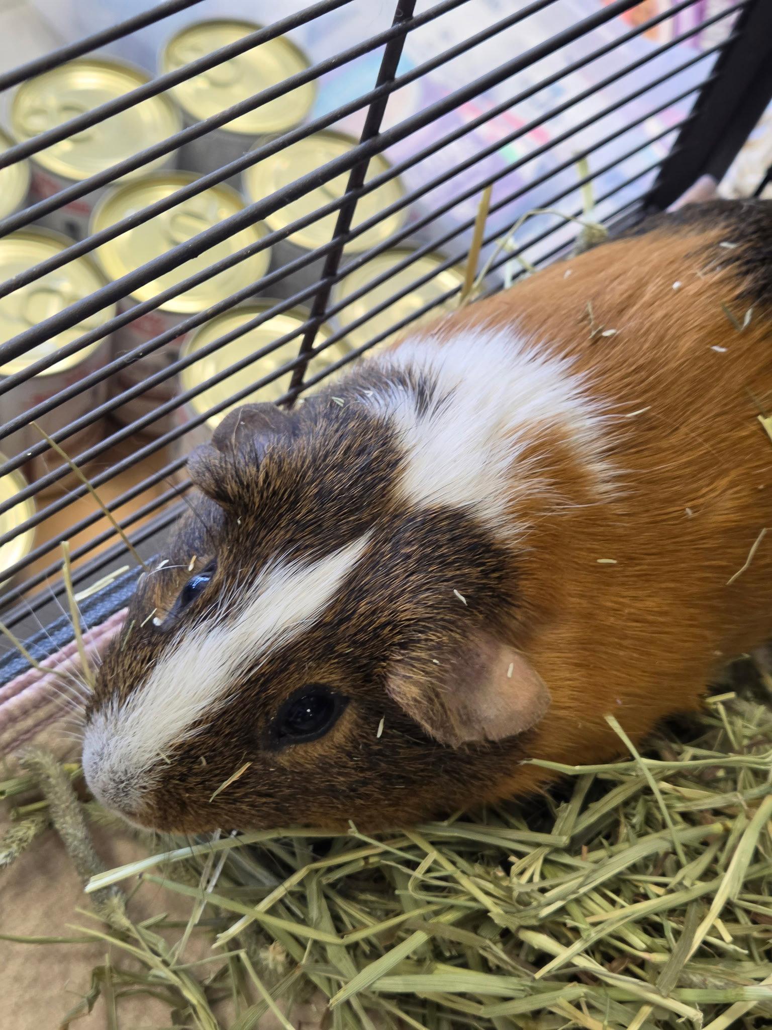 Enlarge Cappy, a Adoptable Guinea Pig in Georgetown, KY image 3/3