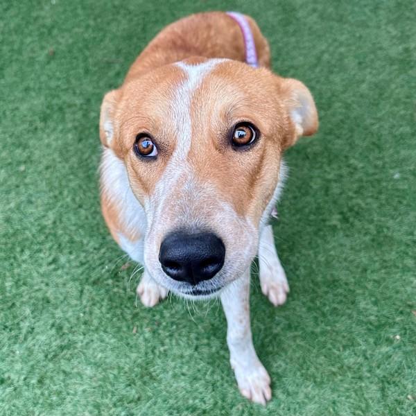 Enlarge Orzo, a Adoptable mixed breed in Walnut Creek, CA image 1/3