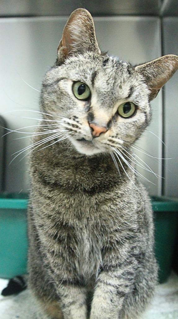 Gemma, Adoptable, Adult Female Domestic Short Hair.