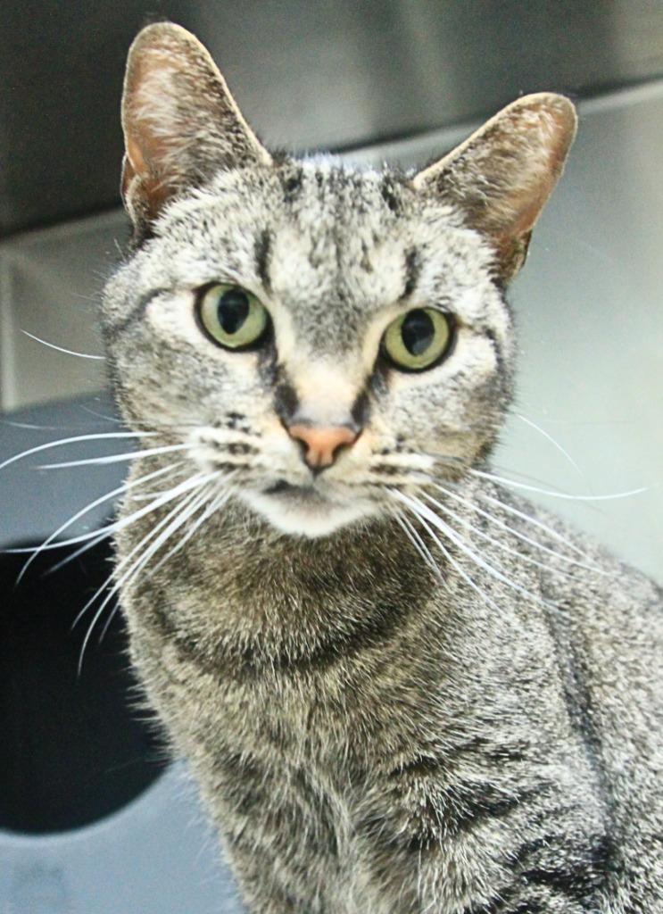 Enlarge Gemma, a Adoptable mixed breed in Utica, MI image 2/4