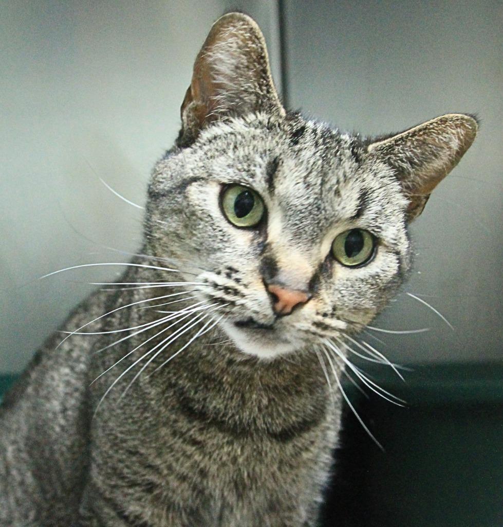 Enlarge Gemma, a Adoptable mixed breed in Utica, MI image 3/4