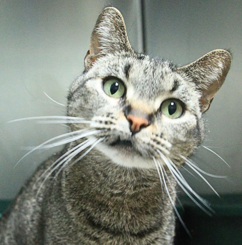 Enlarge Gemma, a Adoptable mixed breed in Utica, MI image 4/4