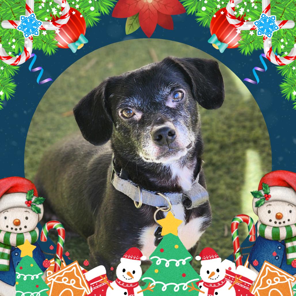 Gad(8) - Chino Hills Location, Adoptable, Adult Male Dachshund.