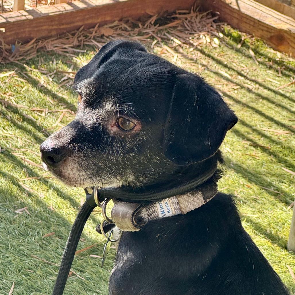 Gad(8) - Chino Hills Location, Adoptable, Adult Male Dachshund.
