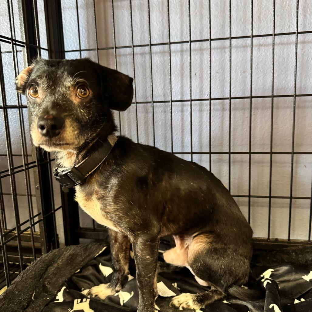 Enlarge Gad(8) - Chino Hills Location, a Adoptable mixed breed in Chino Hills, CA image 3/6