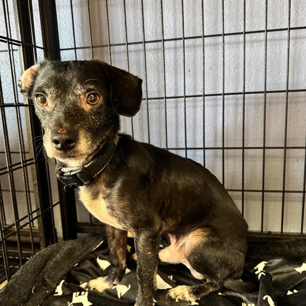 Enlarge Gad(8) - Chino Hills Location, a Adoptable mixed breed in Chino Hills, CA image 4/6