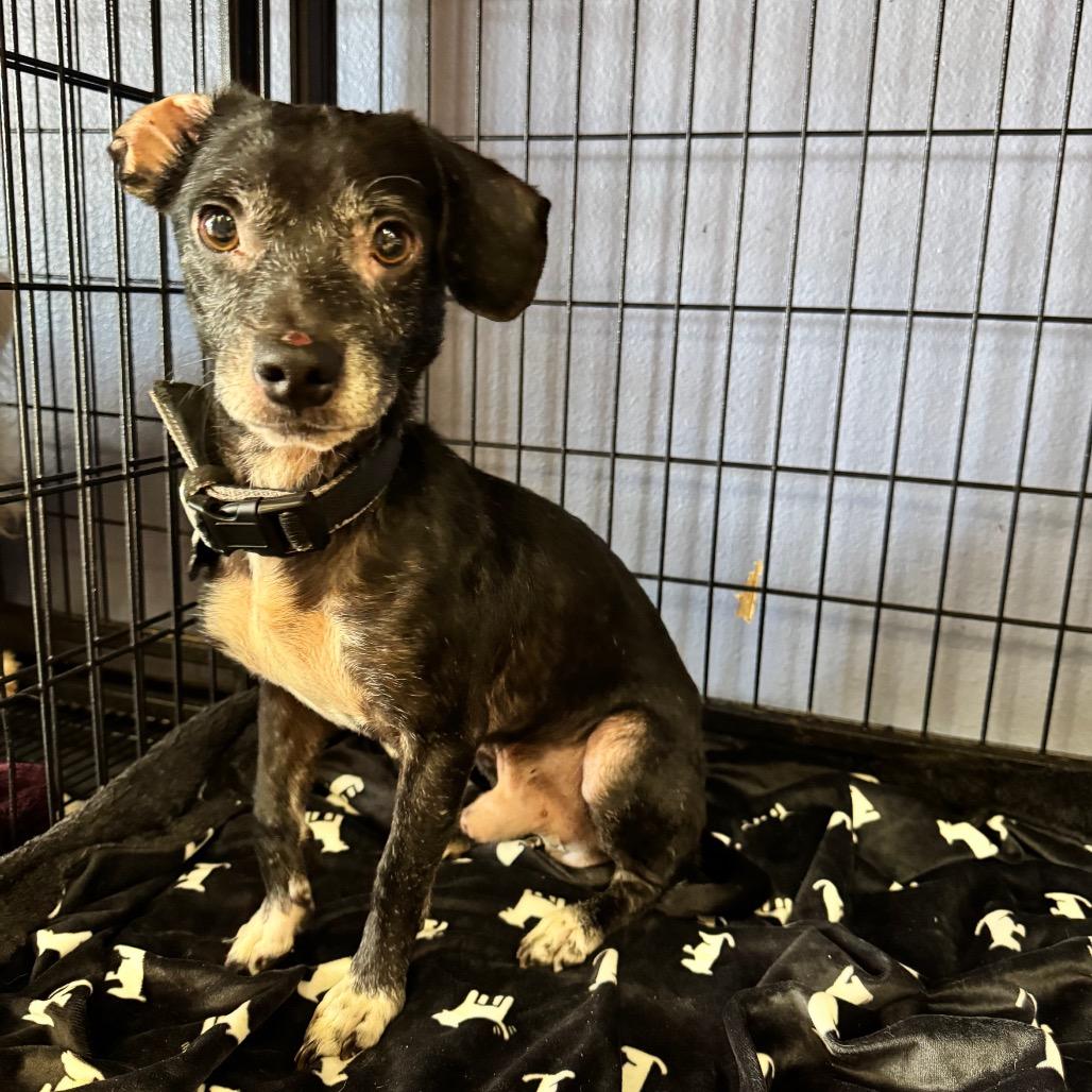 Enlarge Gad(8) - Chino Hills Location, a Adoptable mixed breed in Chino Hills, CA image 5/6