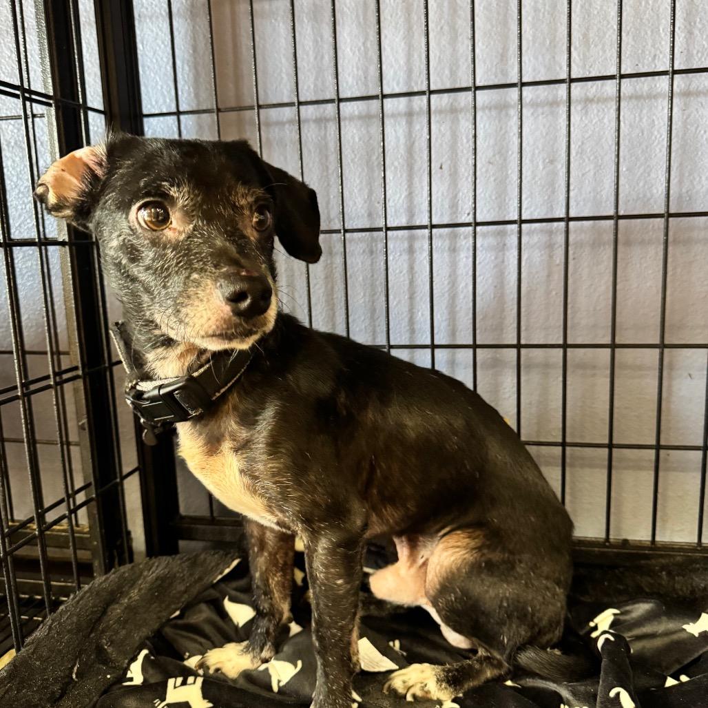 Enlarge Gad(8) - Chino Hills Location, a Adoptable mixed breed in Chino Hills, CA image 6/6