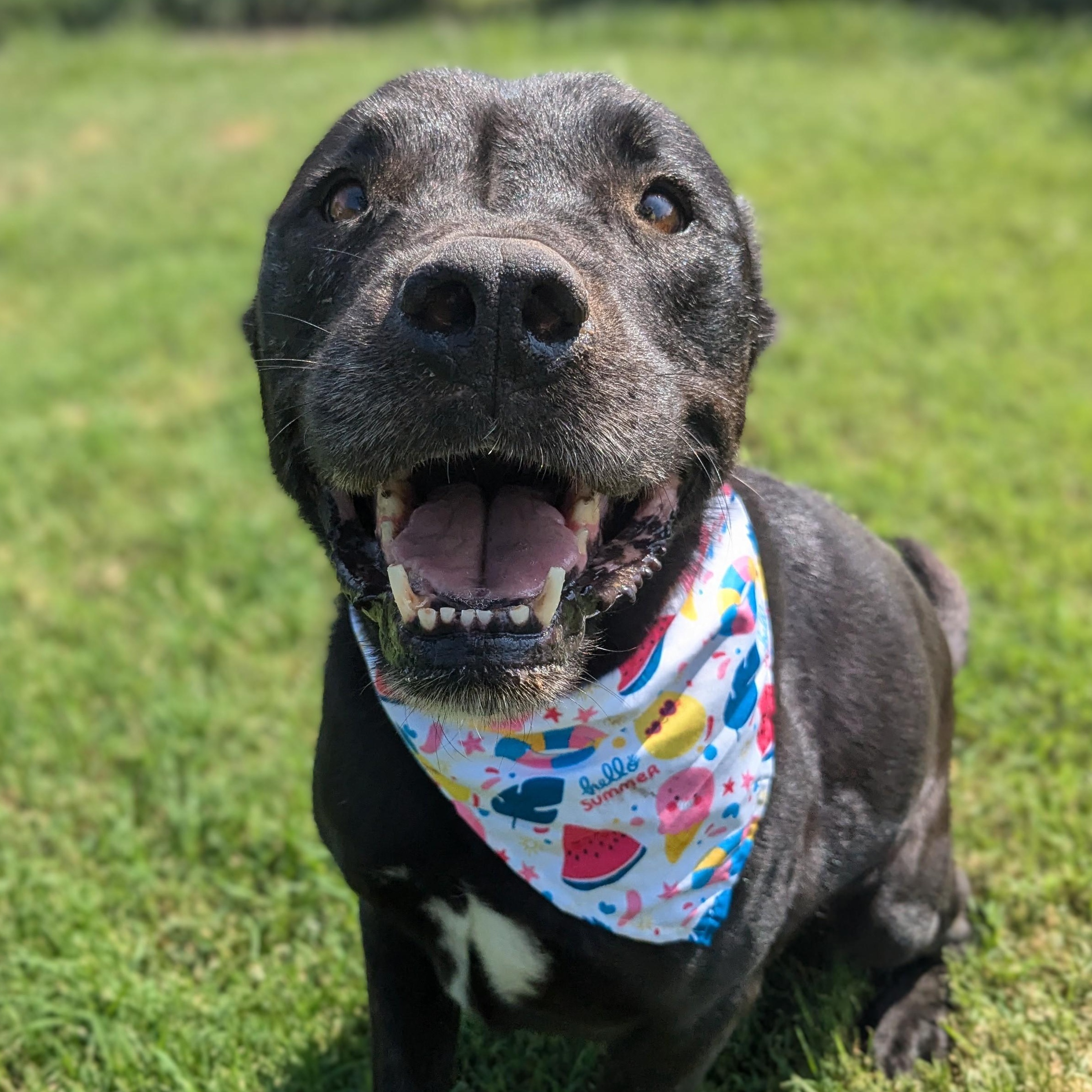 Enlarge Piper, a Adoptable mixed breed in Newport, AR image 1/6