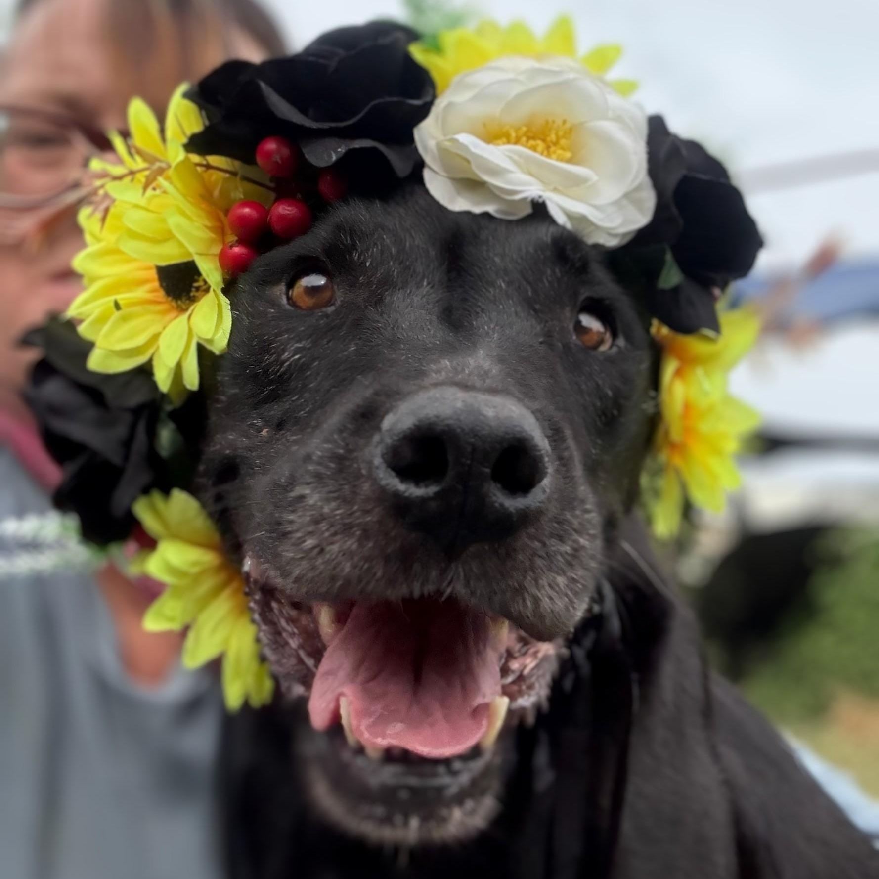 Enlarge Piper, a Adoptable mixed breed in Newport, AR image 2/6