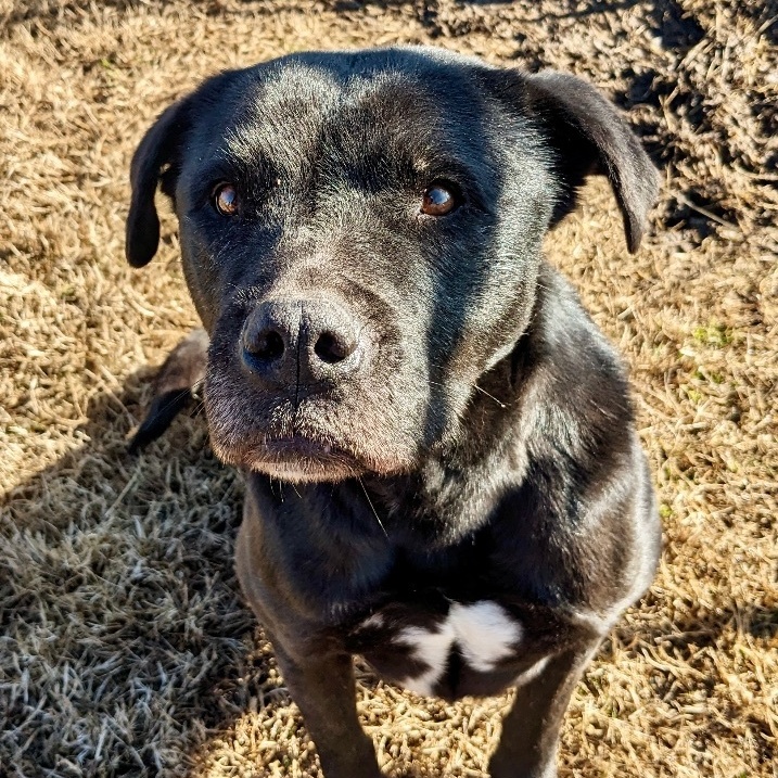 Enlarge Piper, a Adoptable mixed breed in Newport, AR image 6/6