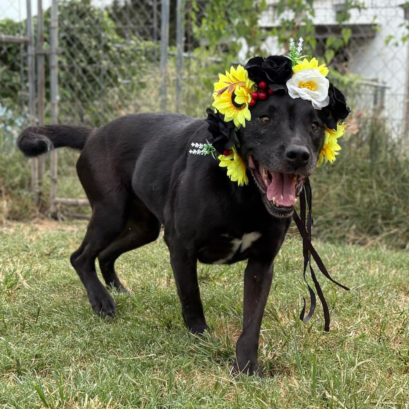 Piper, an adoptable Black Labrador Retriever, Pit Bull Terrier in Newport, AR, 72112 | Photo Image 4