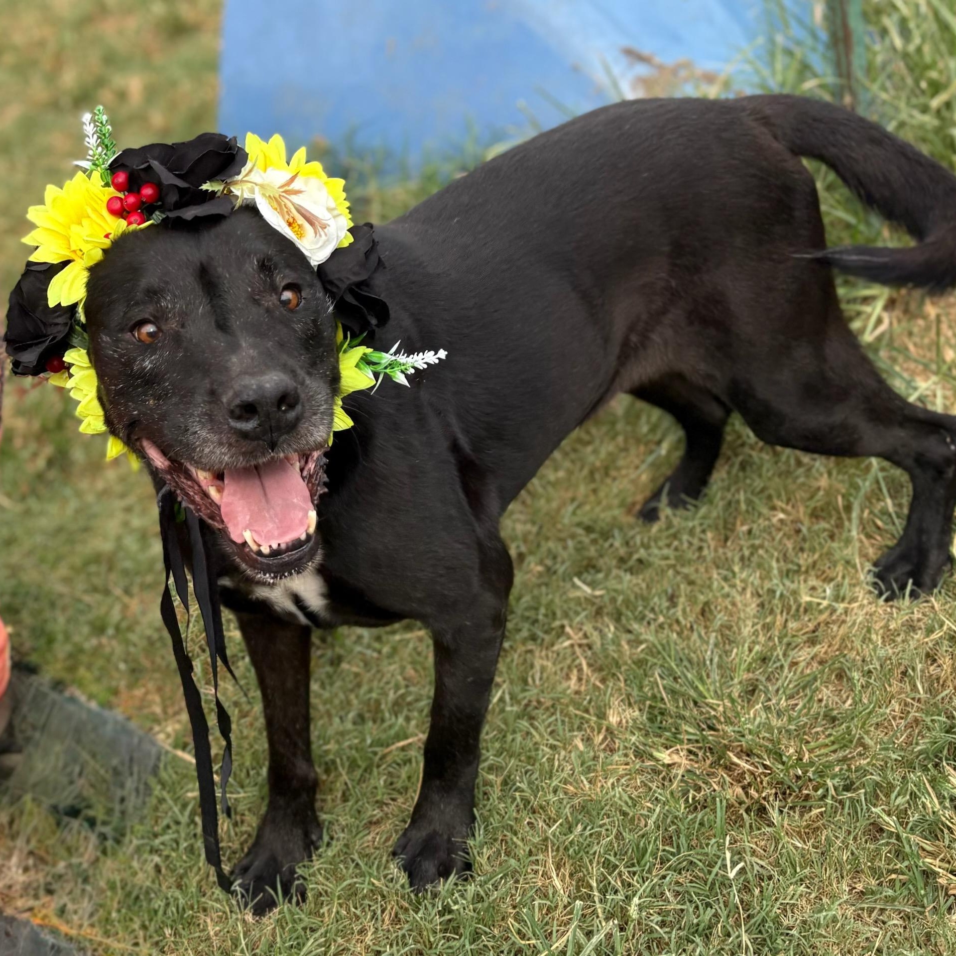 Piper, an adoptable Black Labrador Retriever, Pit Bull Terrier in Newport, AR, 72112 | Photo Image 5
