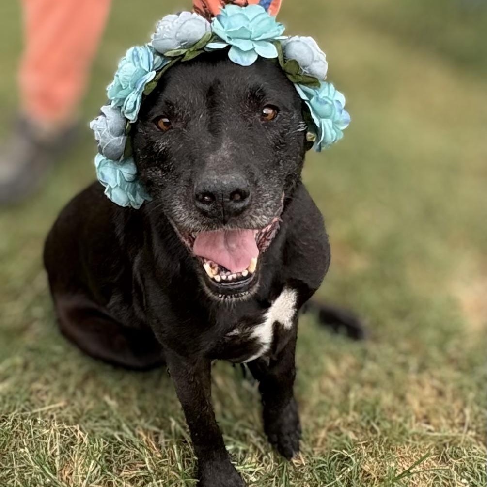 Piper, an adoptable Black Labrador Retriever, Pit Bull Terrier in Newport, AR, 72112 | Photo Image 2
