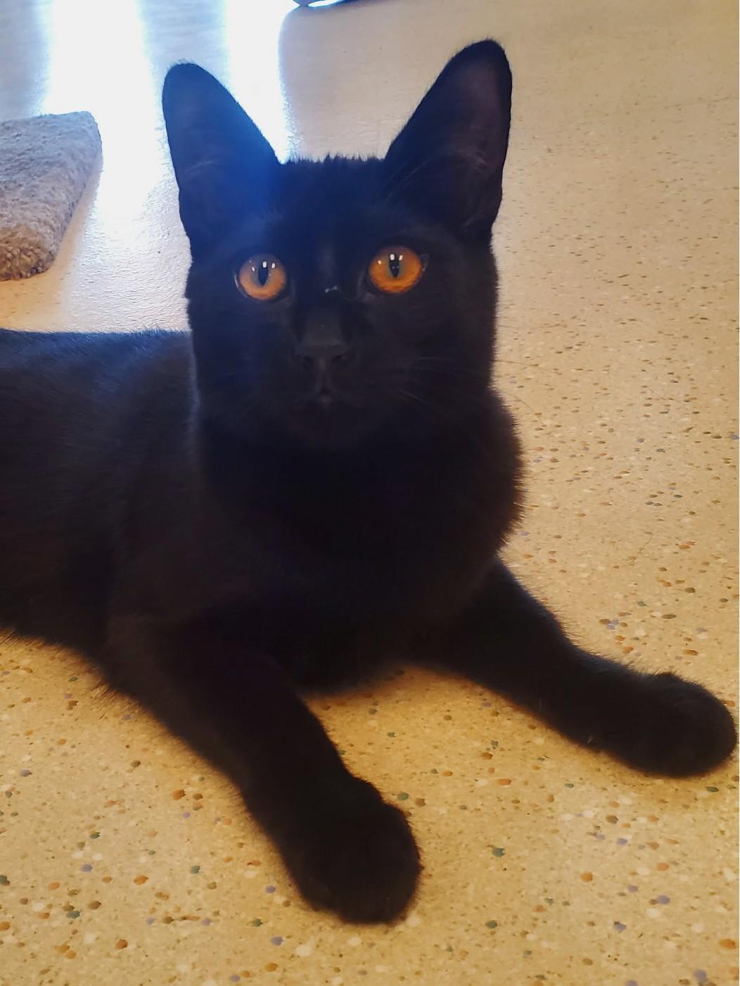 Enlarge Sekmet, an adoptable mixed breed in Veradale, WA image 2/2