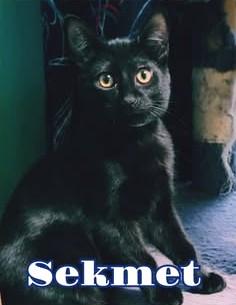Sekmet, adoptable, Young Female Domestic Short Hair.