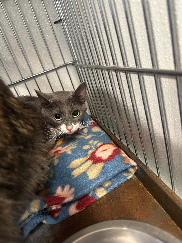 Enlarge Aelin, a Adoptable mixed breed in Rock Springs, WY image 2/2
