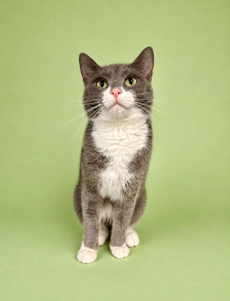 Aelin, a Adoptable mixed breed in Rock Springs, WY image 3/3
