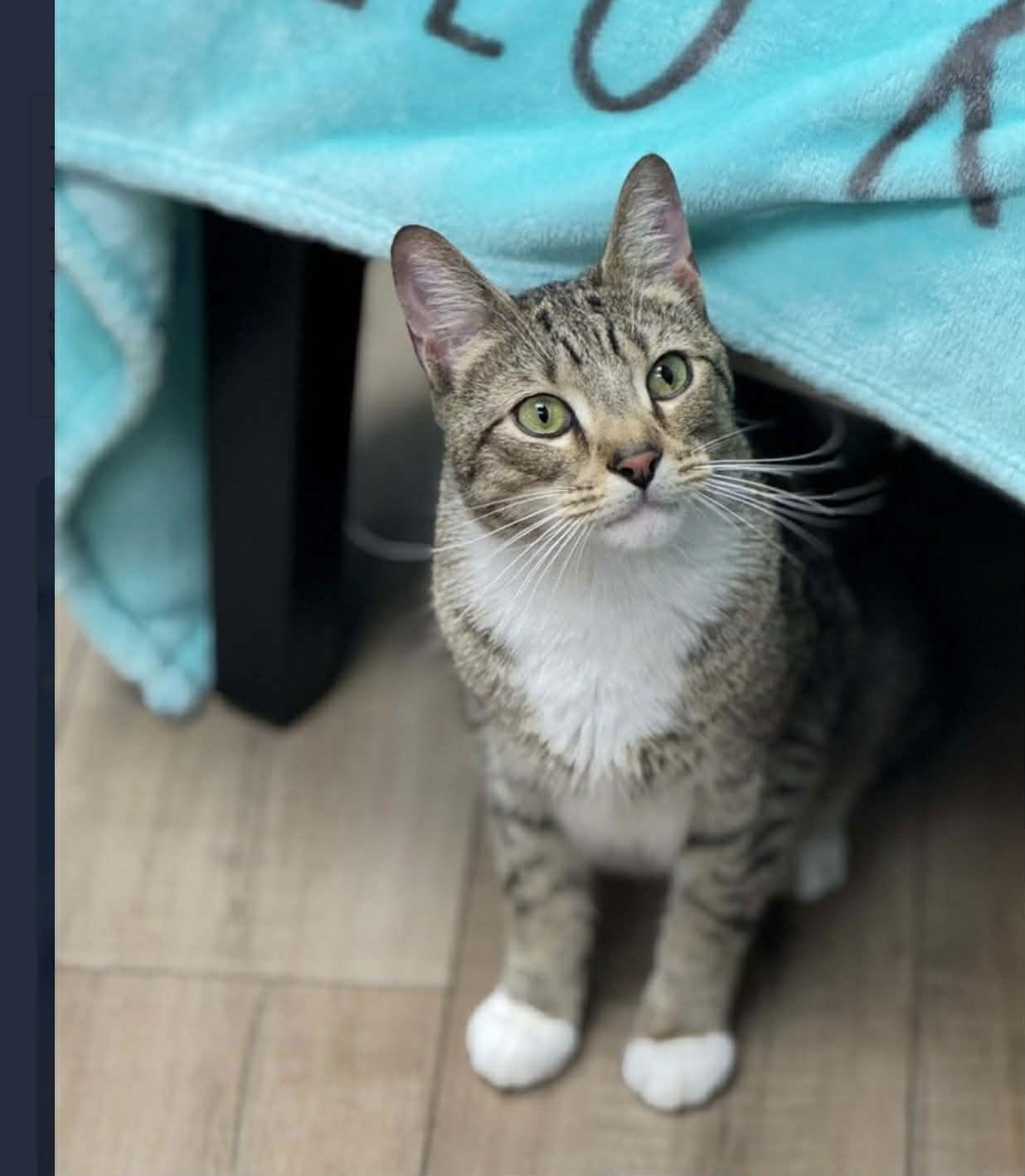 Major, Adoptable, Young Male Domestic Short Hair.