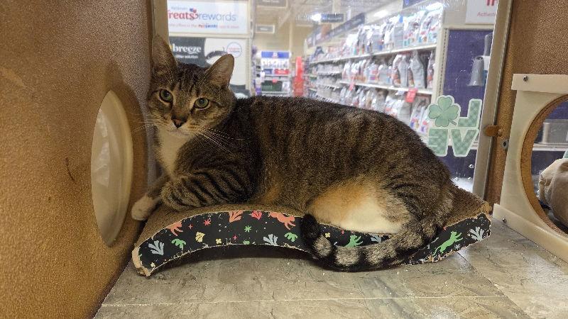 Enlarge Major, a Adoptable Domestic Short Hair in Delran, NJ image 2/3