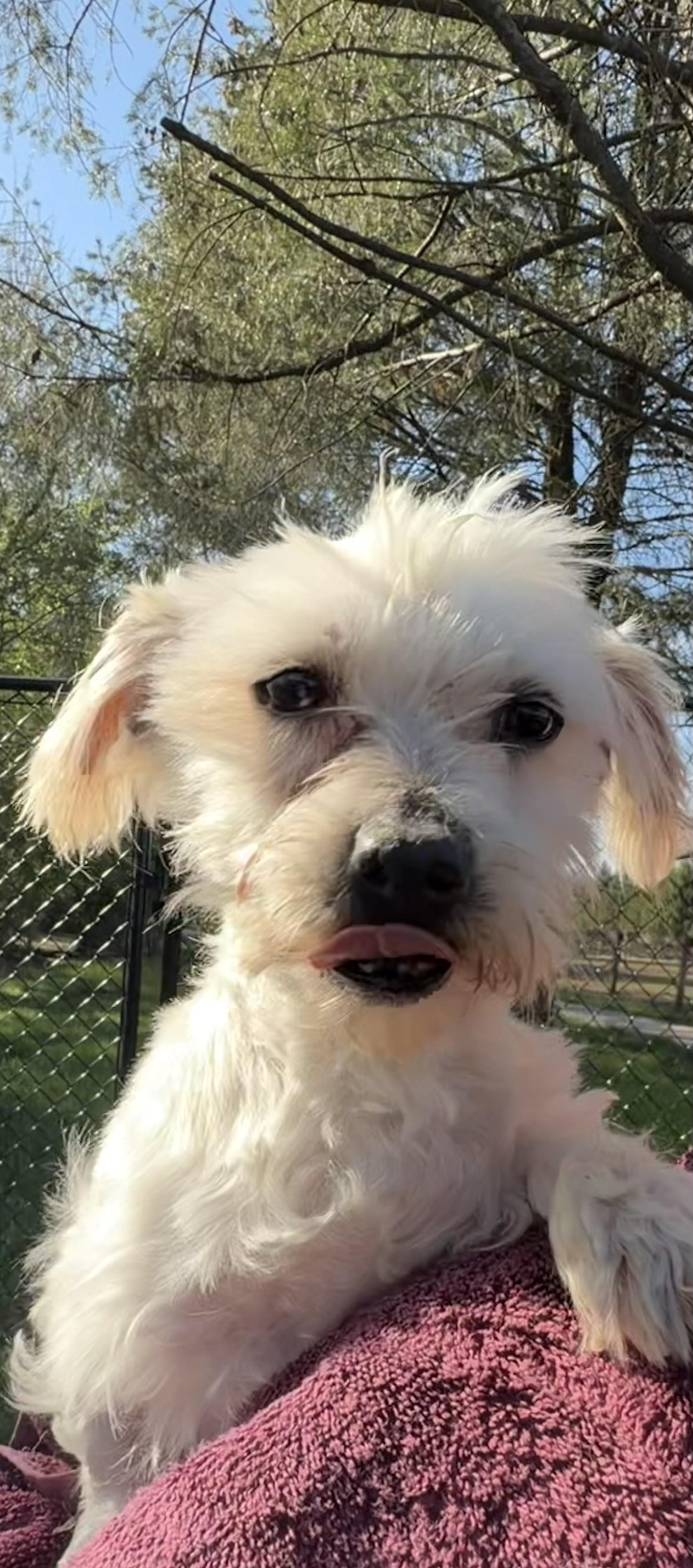 Selena, Adoptable, Adult Female Maltese.
